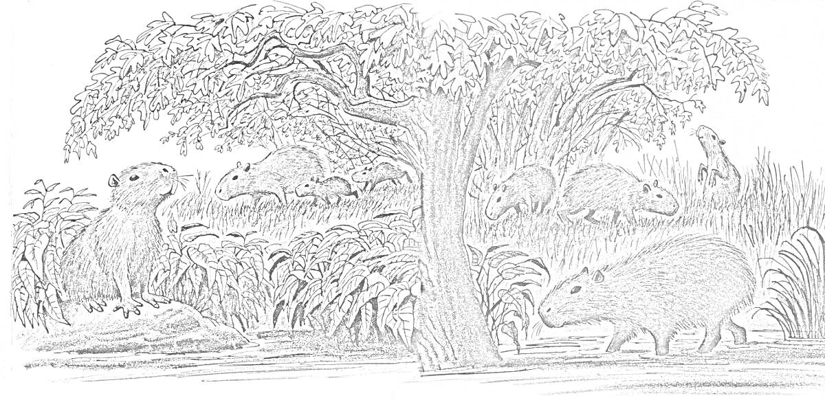 Раскраска капибары под деревом у водоема, трава, кусты