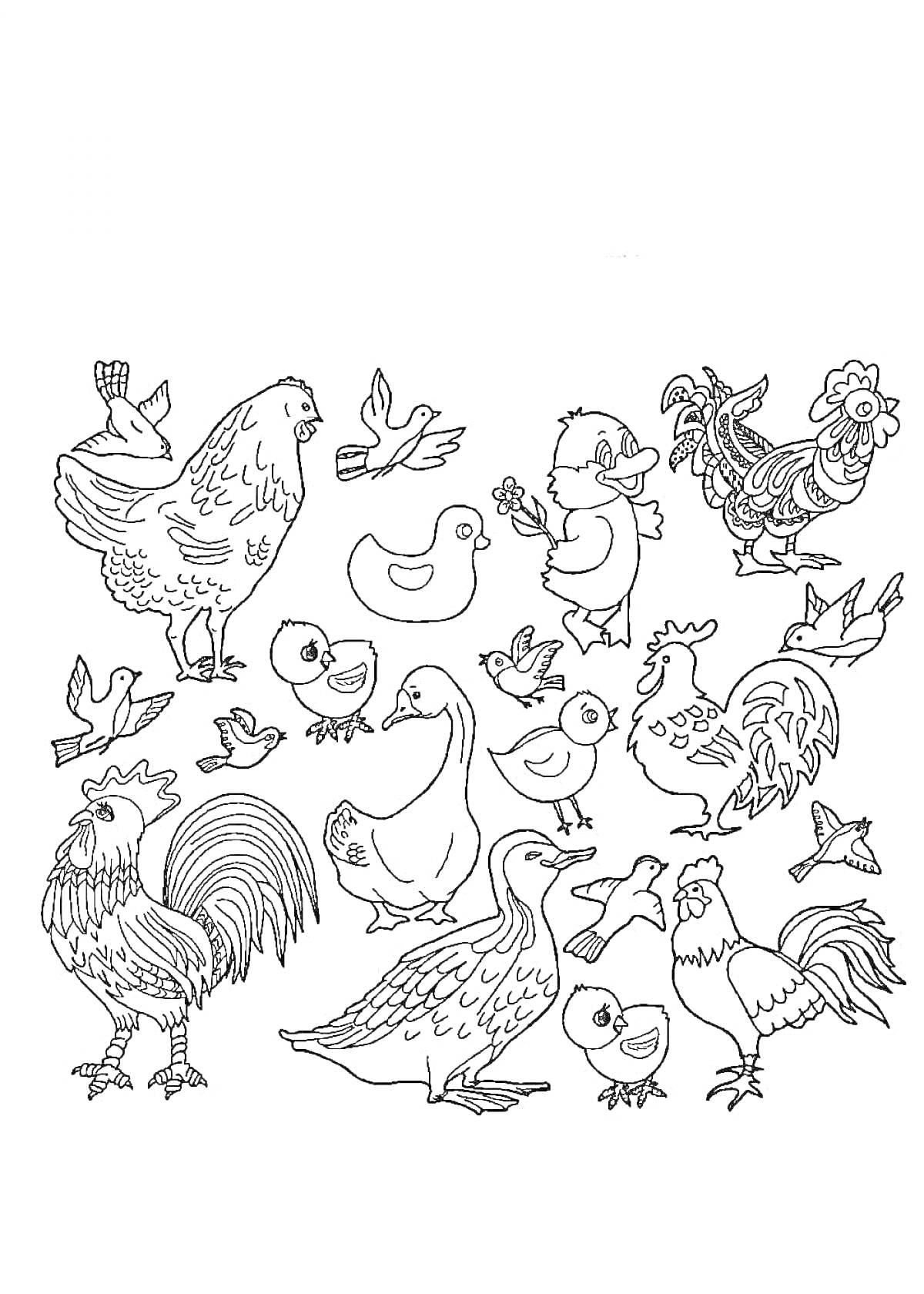 Раскраска Домашние птицы и их детеныши - куры, утки и петушки