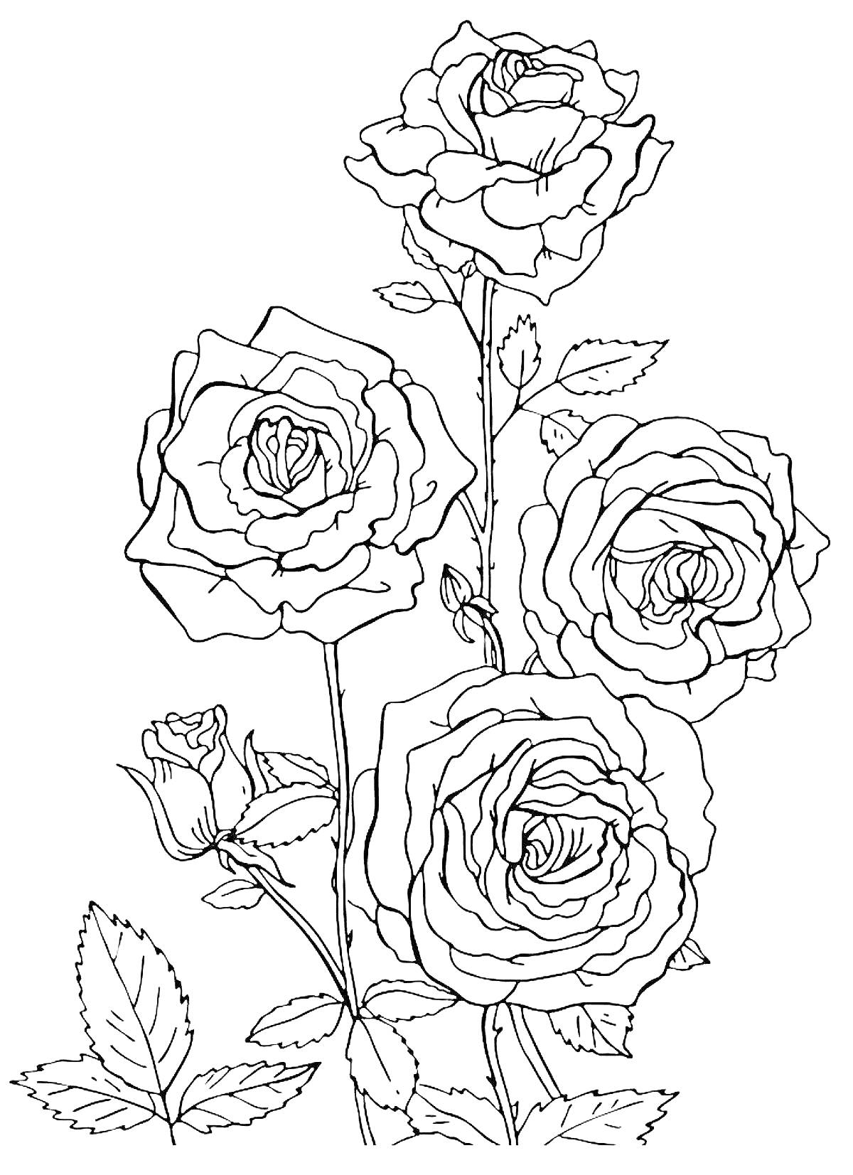 Раскраска Розы на ветке с бутонами и листьями