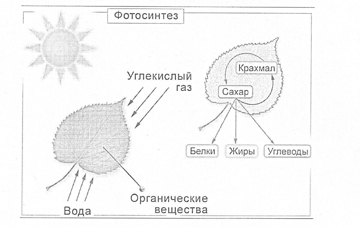 На раскраске изображено: Фотосинтез, Листья, Солнце, Вода, Углекислый газ, Сахар