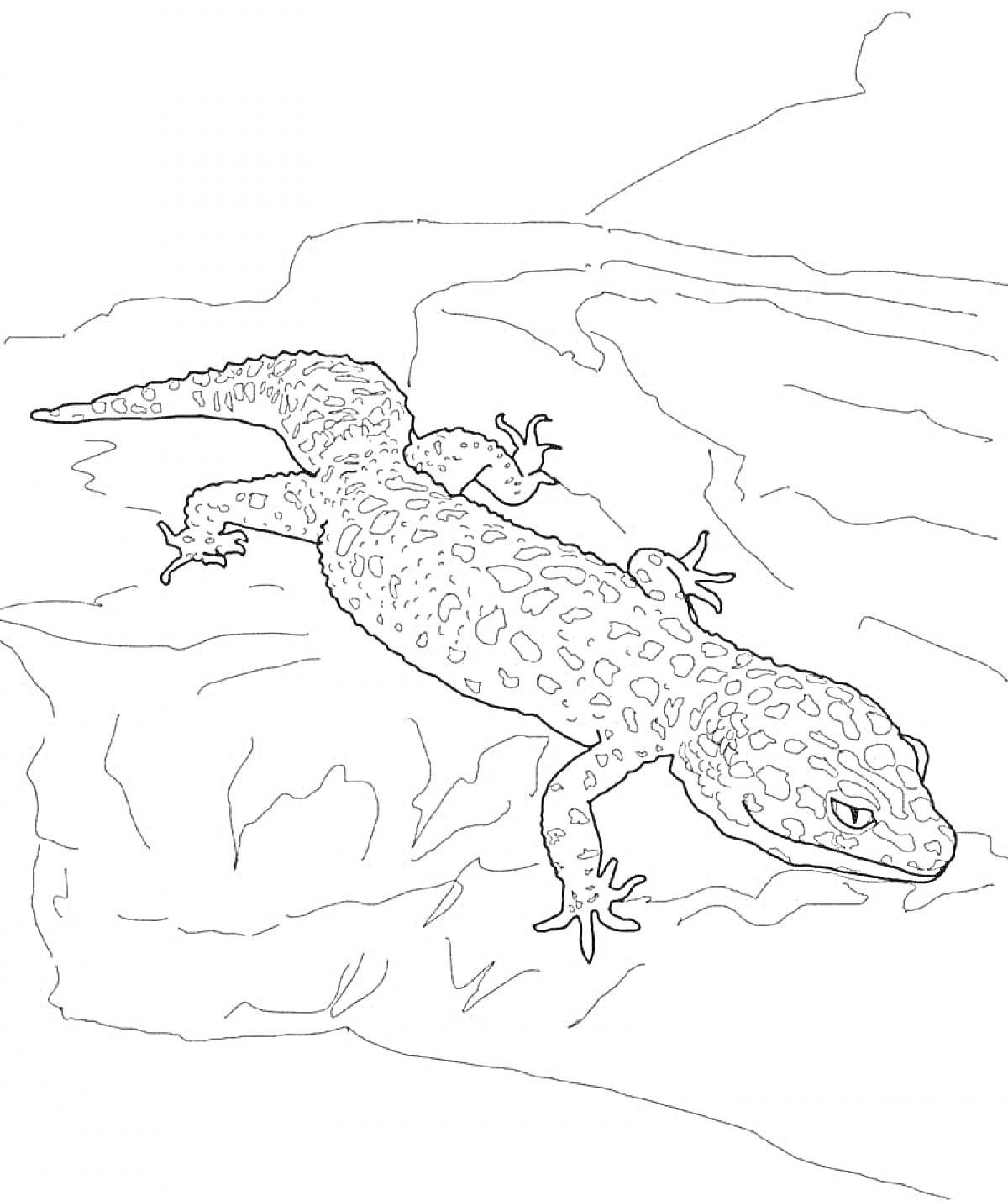 На раскраске изображено: Природа, Скалы, Животные, Рептилии