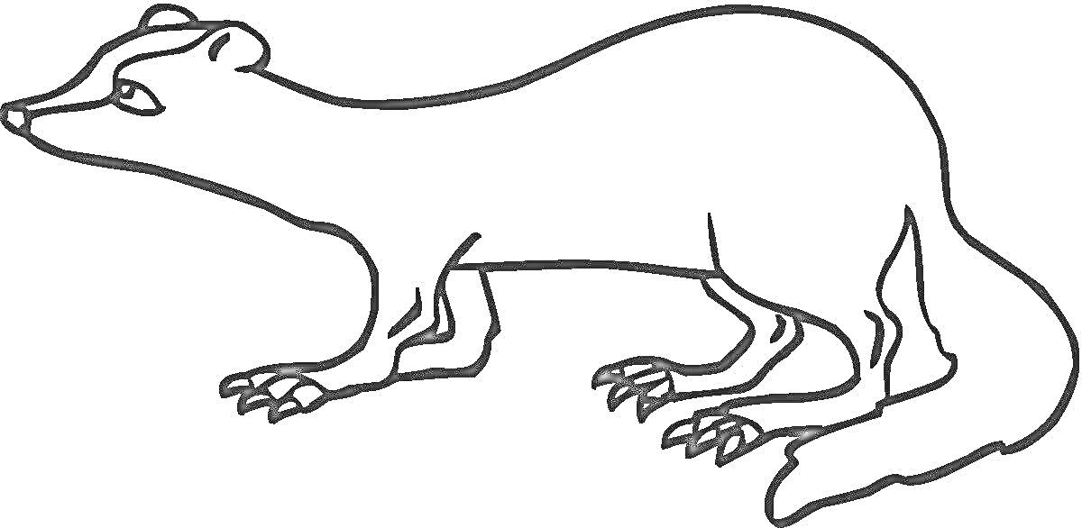 Раскраска Контур куницы с хвостом, лапами и когтями