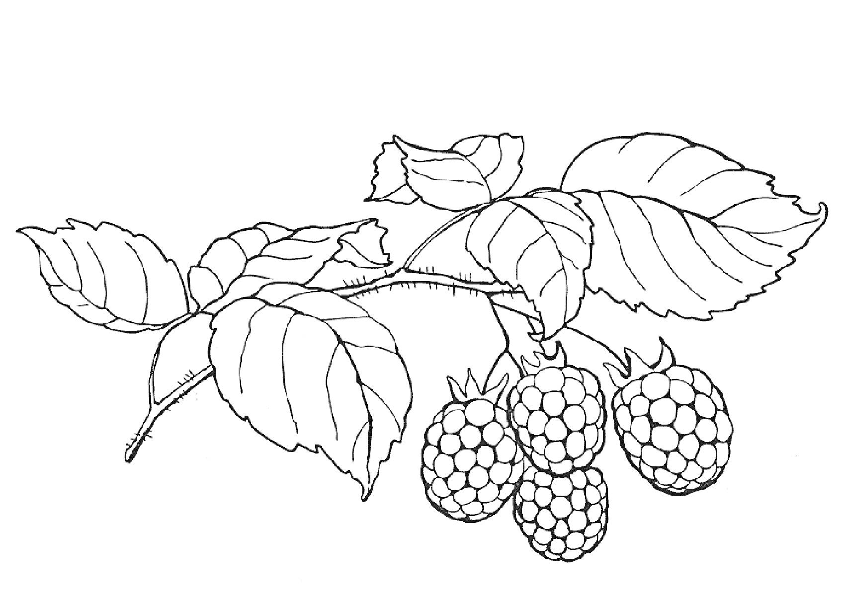 Раскраска Ветка с малиной и листьями