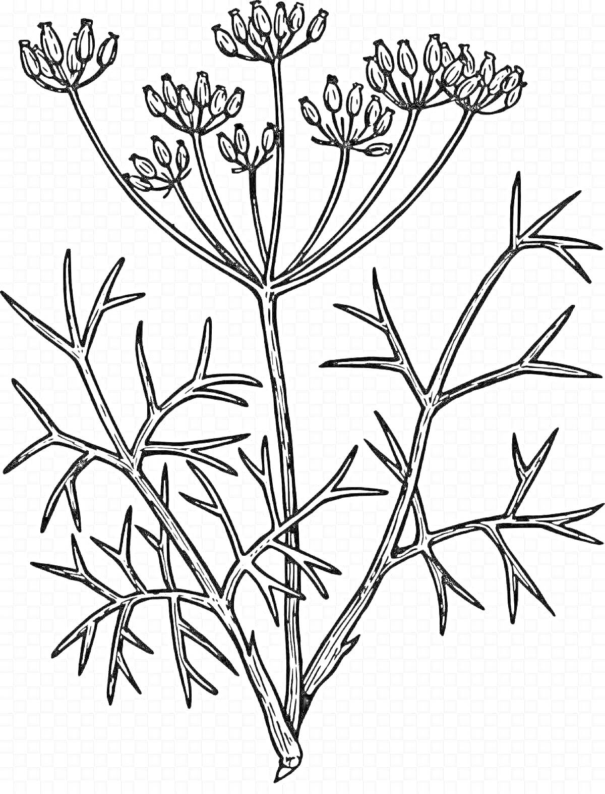 На раскраске изображено: Укроп, Соцветия, Листья, Трава, Ботаника, Стебель, Растения, Контурные рисунки