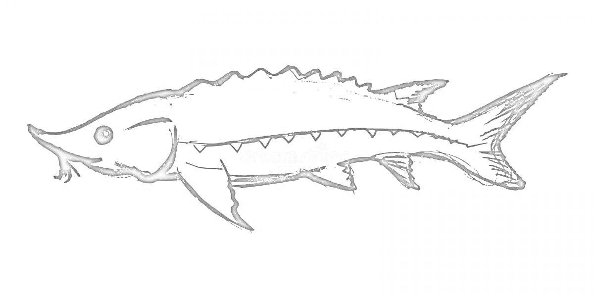 Раскраска Осетр, изображенный со всеми деталями, включая плавники, хвост и характерные гребни на спине