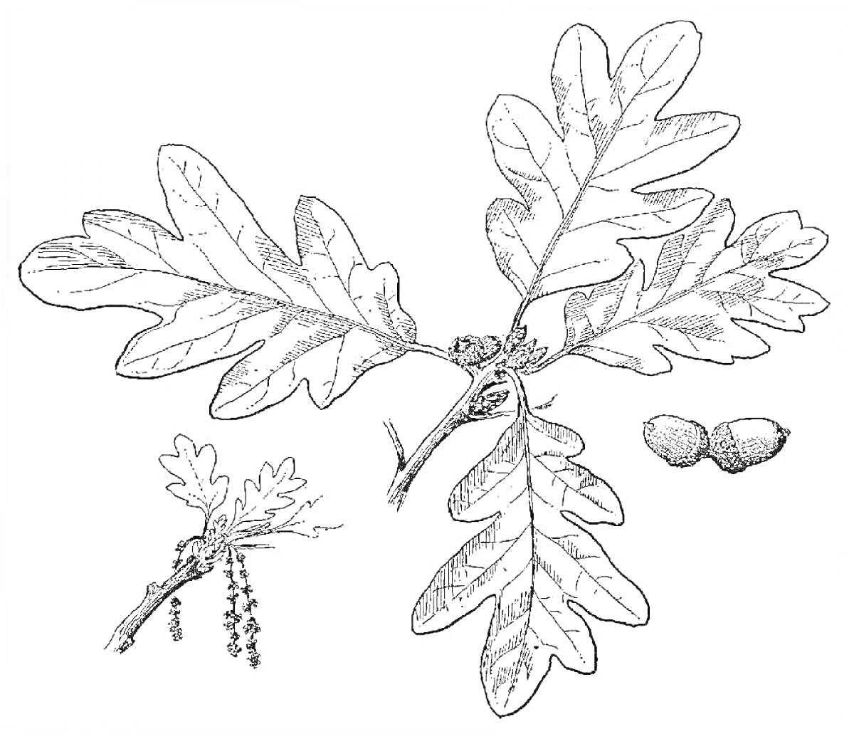 На раскраске изображено: Дубовый лист, Дуб, Листья, Желуди, Ботаника, Природа