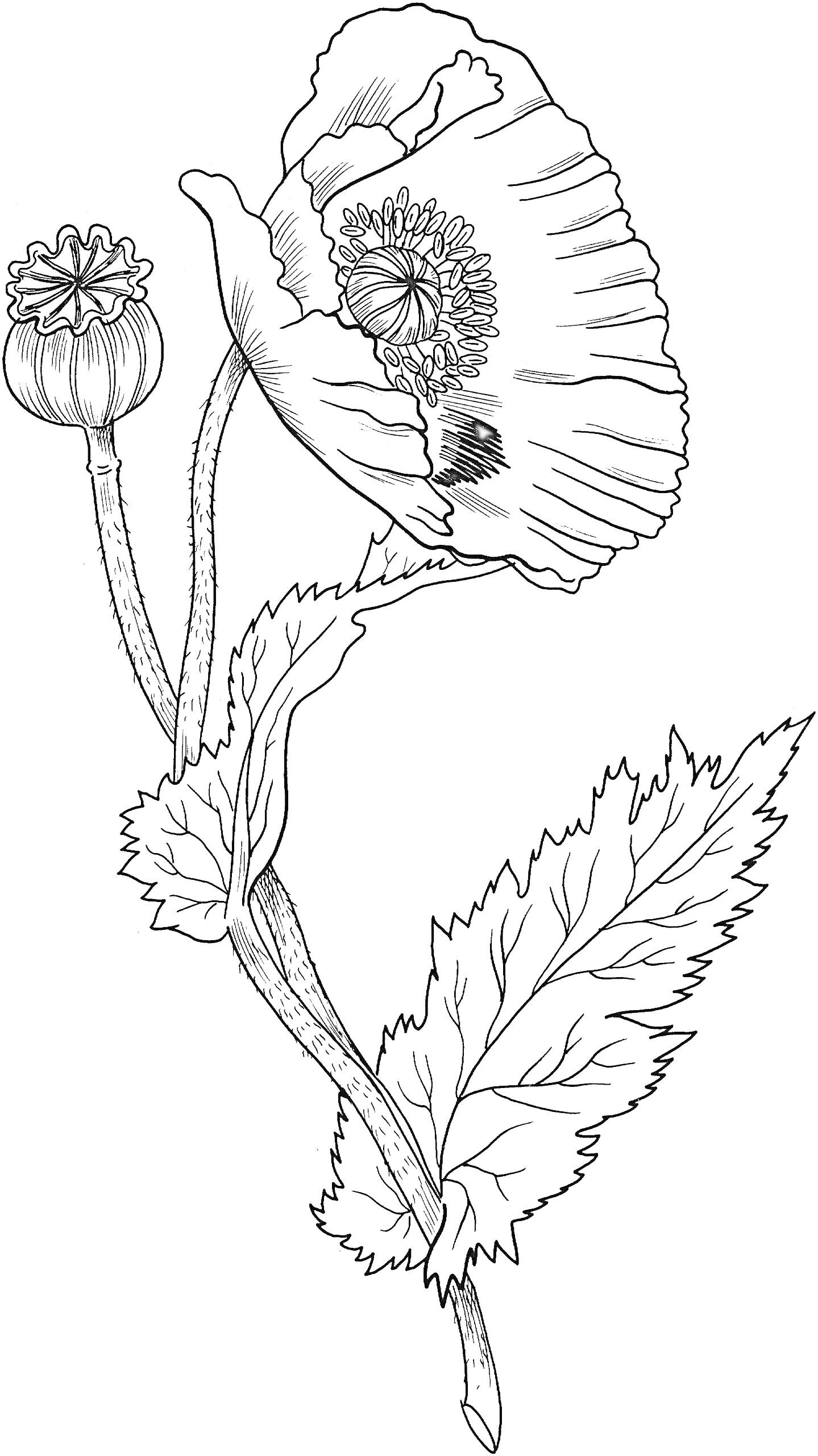 Раскраска мак с цветком и бутоном, стеблем и листьями