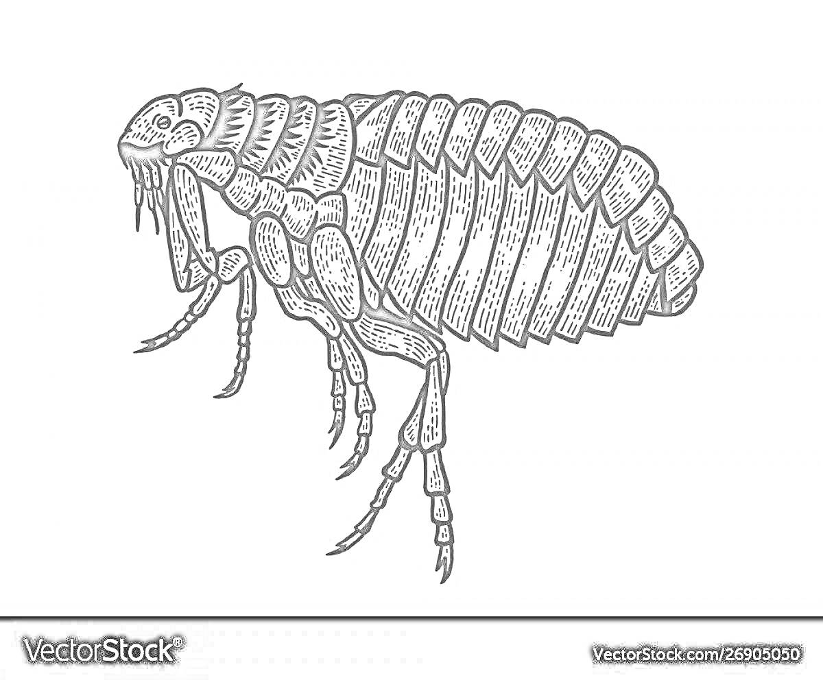 Блоха с подробным изображением сегментированного тела и ножек