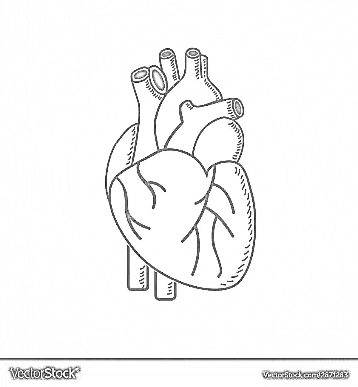 Раскраска Анатомическое изображение сердца с артериями и венами