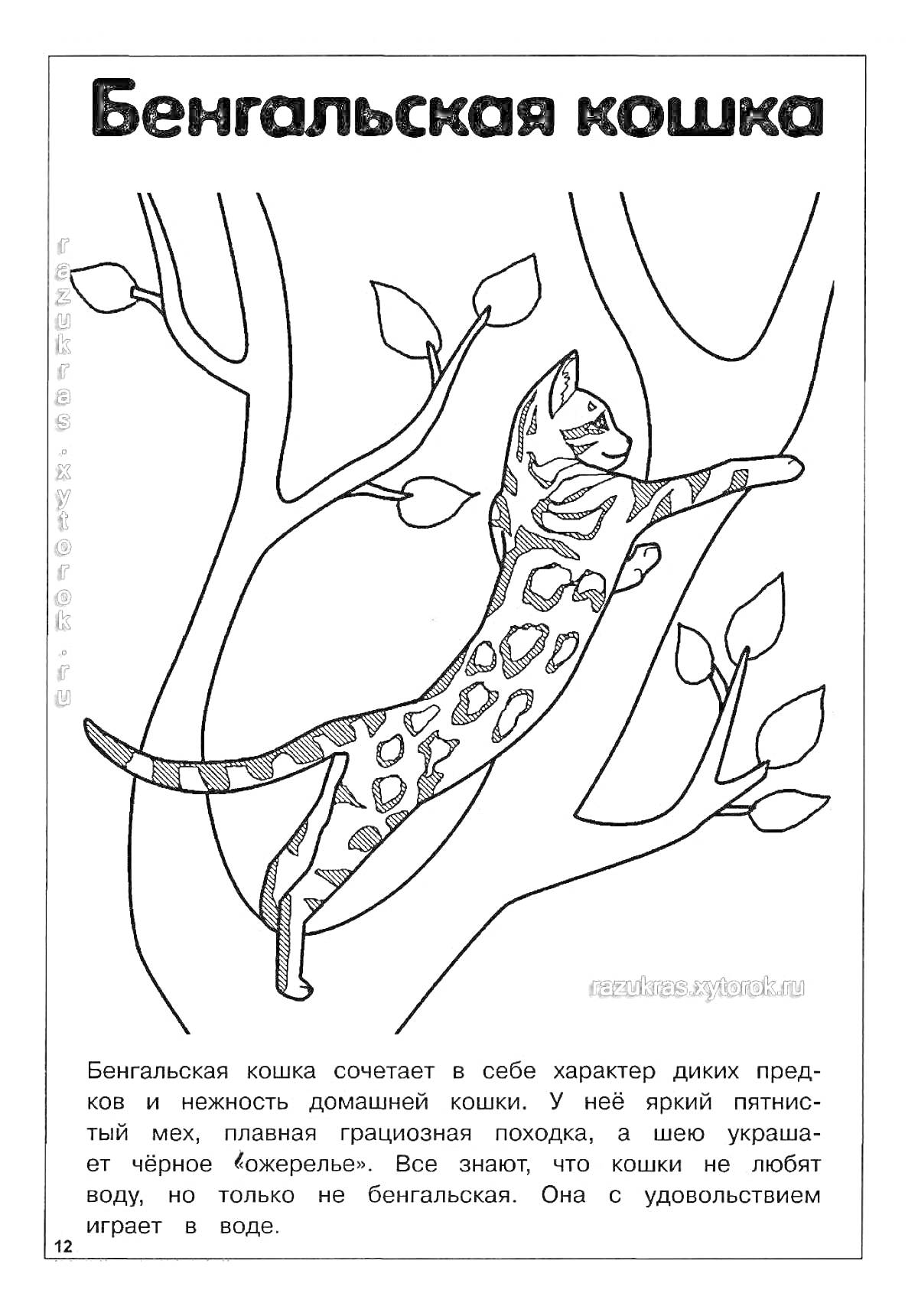 Раскраска Бенгальская кошка на дереве с листьями и надпись