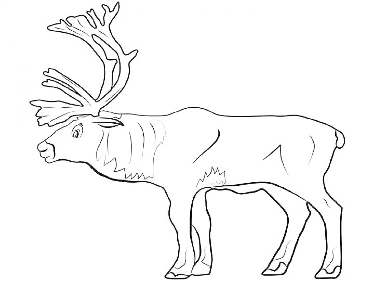 Раскраска Северный олень с рогами, стоящий на четырех ногах