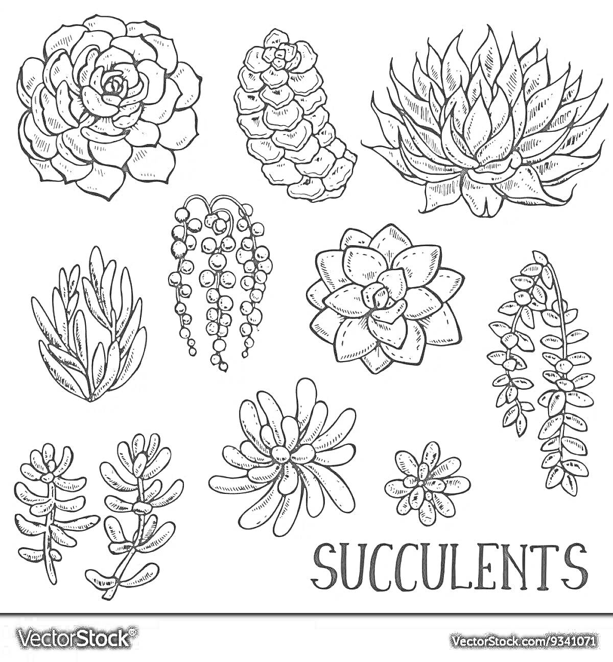 На раскраске изображено: Суккуленты, Растения, Ботаника, Цветы