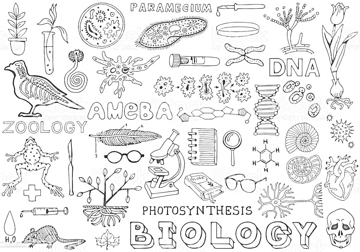 На раскраске изображено: Биология, Животные, Растения, Микроорганизмы, Молекулы, Микроскоп, ДНК, Органы, Таблица Менделеева, Скелет, Микробы, Лабораторное оборудование