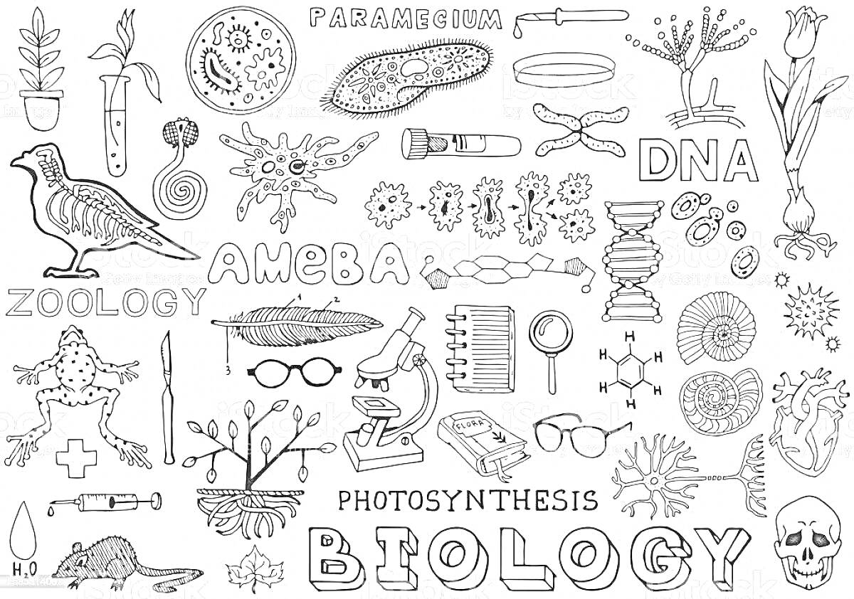 Раскраска БИОЛОГИЯ - Птица, Парамеция, ДНК, амеба, позвоночные животные, микроскоп, пробирка, таблица Менделеева, молекулы, кролик, лягушка, бактерии, куст, цветок, глаз, скелет рыбы и человека, микробы, инструменты, растения, человек, животные