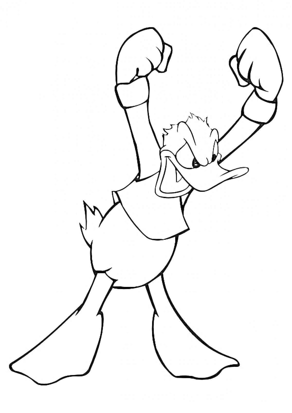 Раскраска Дональд Дак с поднятыми в боксерской стойке руками, в рубашке
