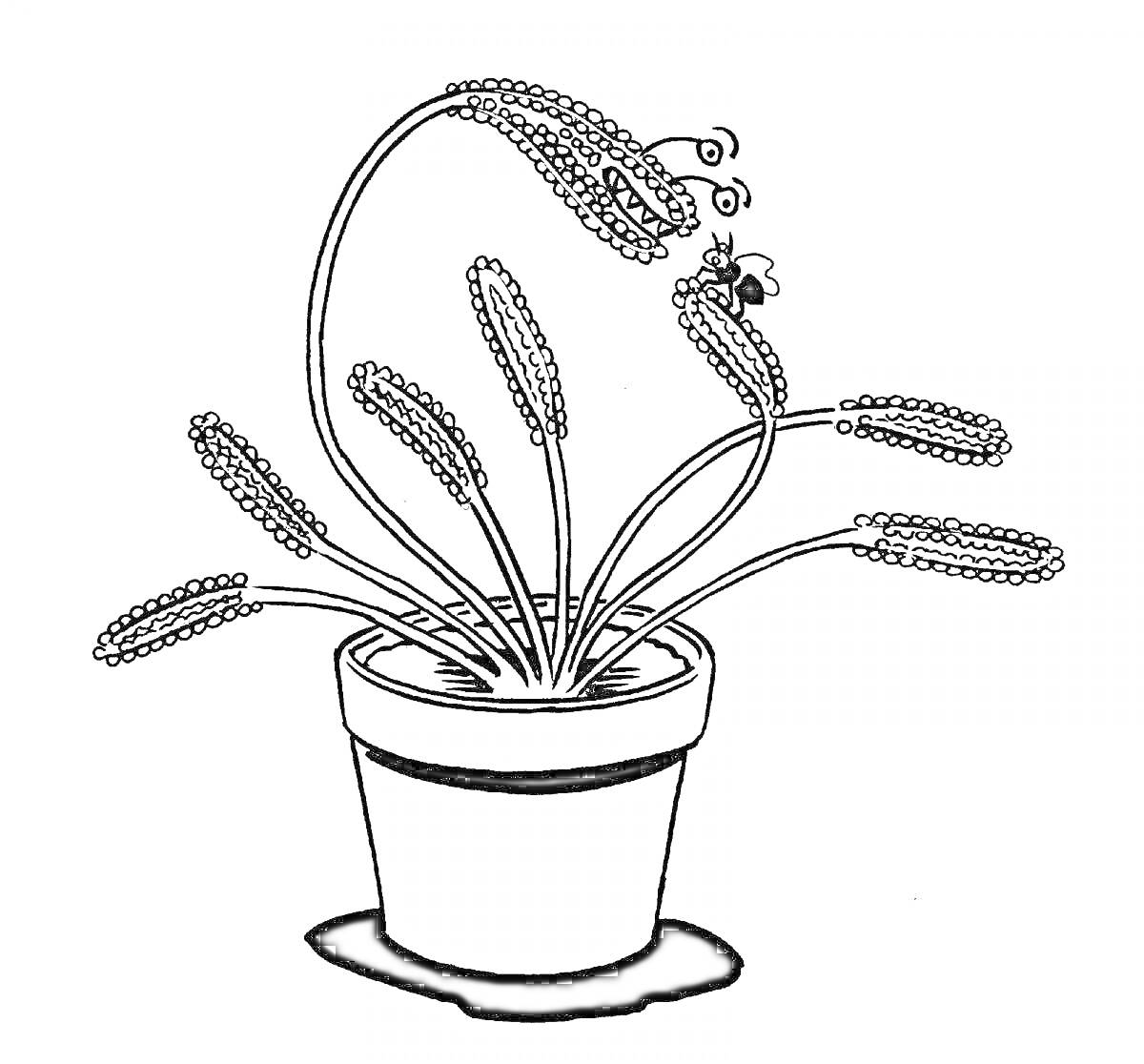 На раскраске изображено: Венерина мухоловка, Муха, Хищное растение