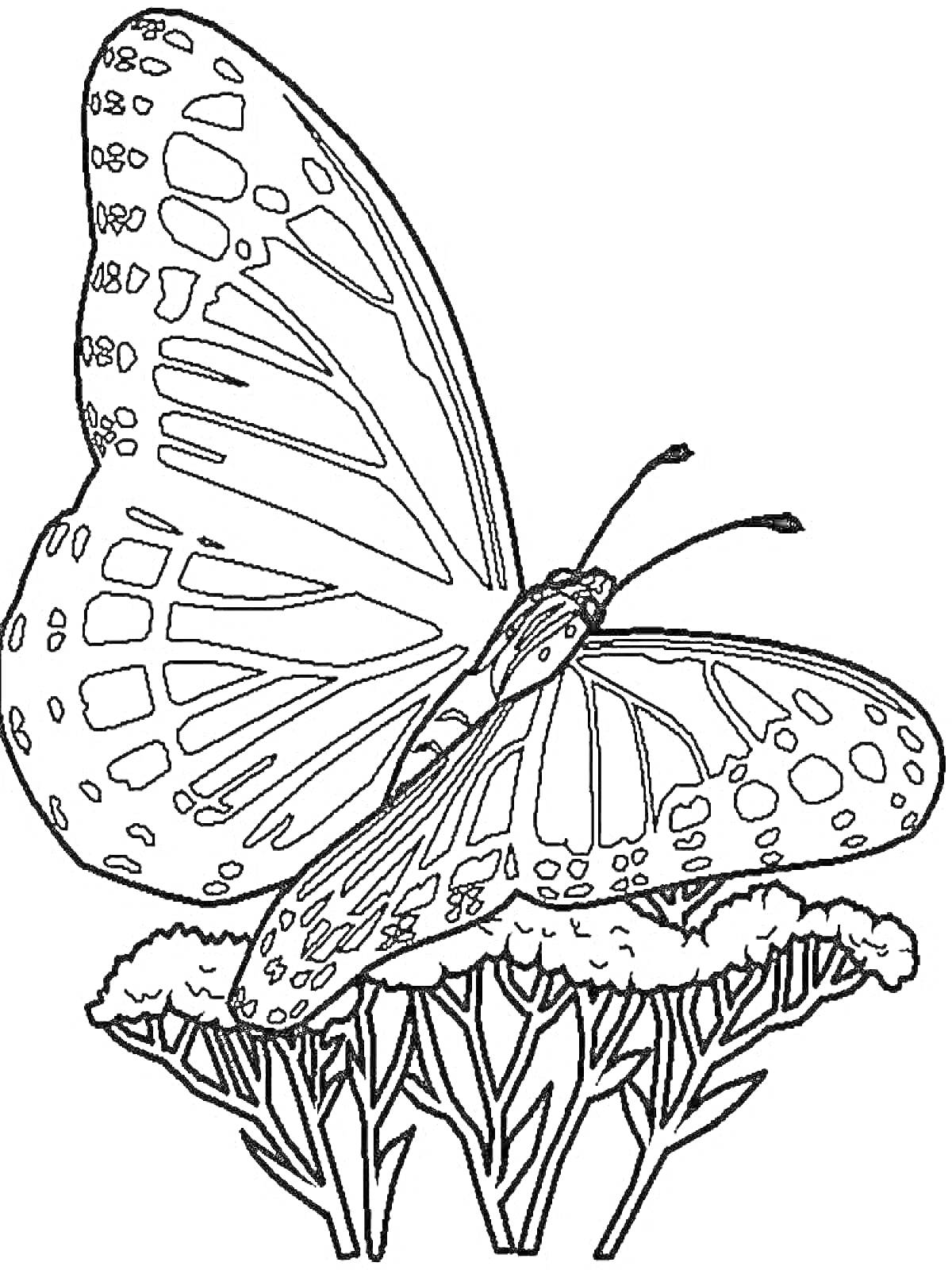 Раскраска Бабочка на цветке с деталями крыльев и цветочного лепестка