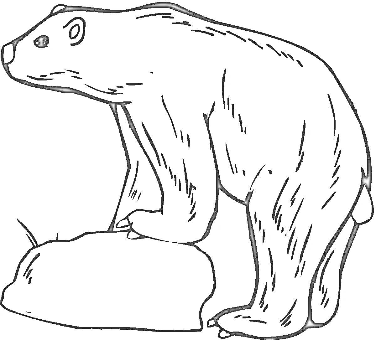 Раскраска Полярный медведь, опирающийся на камень