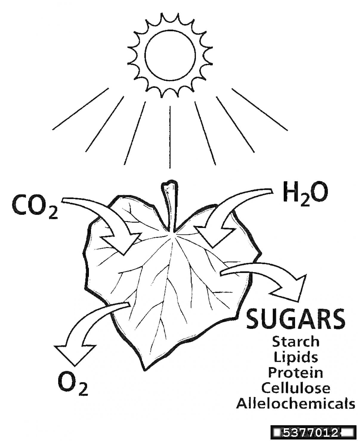 Раскраска Фотосинтез: солнечный свет, лист, CO2, H2O, O2, сахара, крахмал, липиды, белки, целлюлоза, аллелохимикаты