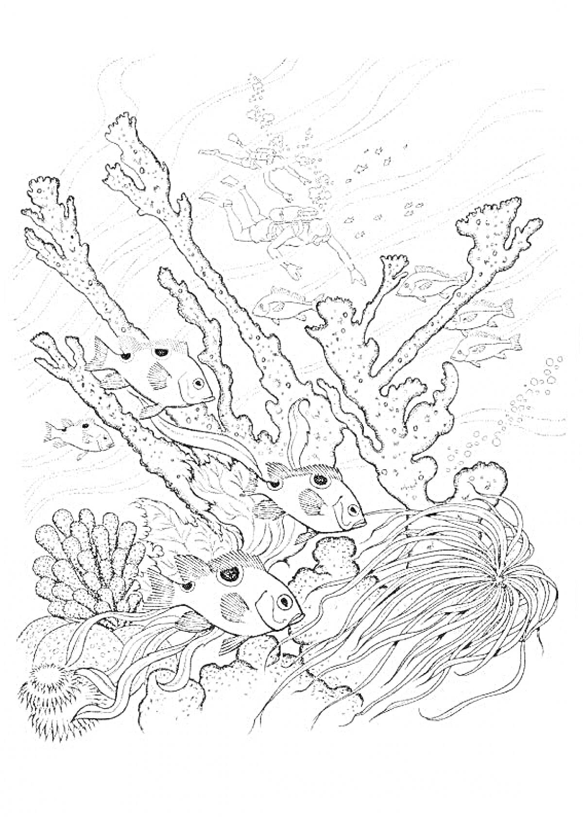 На раскраске изображено: Морское дно, Кораллы, Водоросли, Водолаз, Подводный мир, Рыба