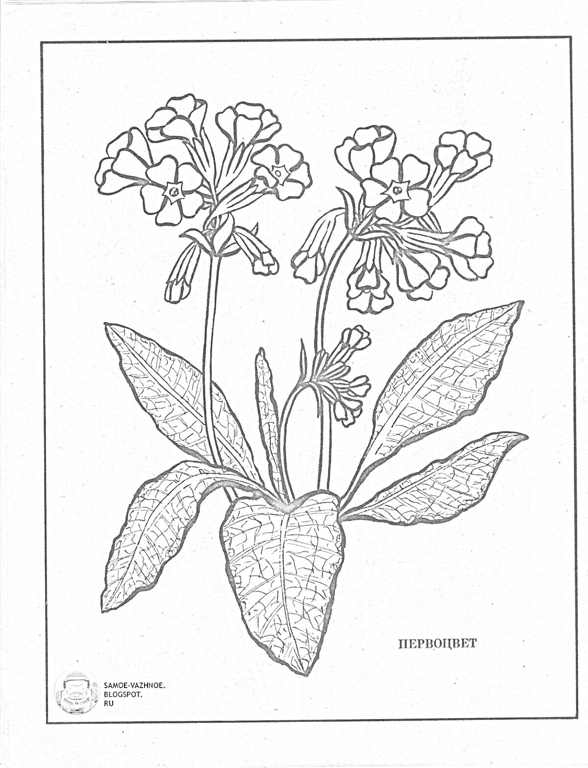 На раскраске изображено: Примула, Цветы, Листья