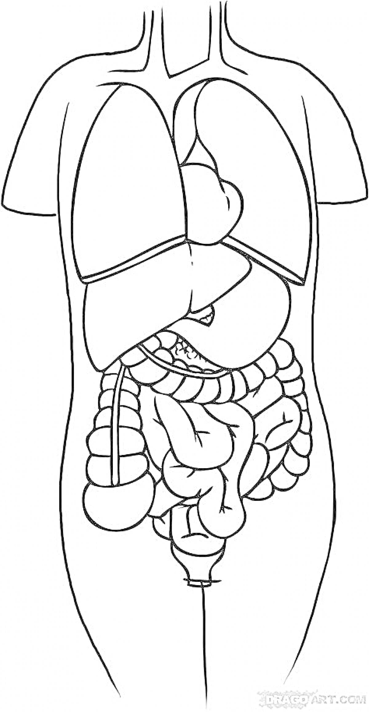 Раскраска Внутренние органы человека: легкие, сердце, печень, желудок, толстая кишка, тонкая кишка, прямая кишка