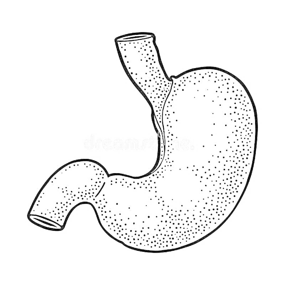 Желудок человека, простой контур с точечными деталями