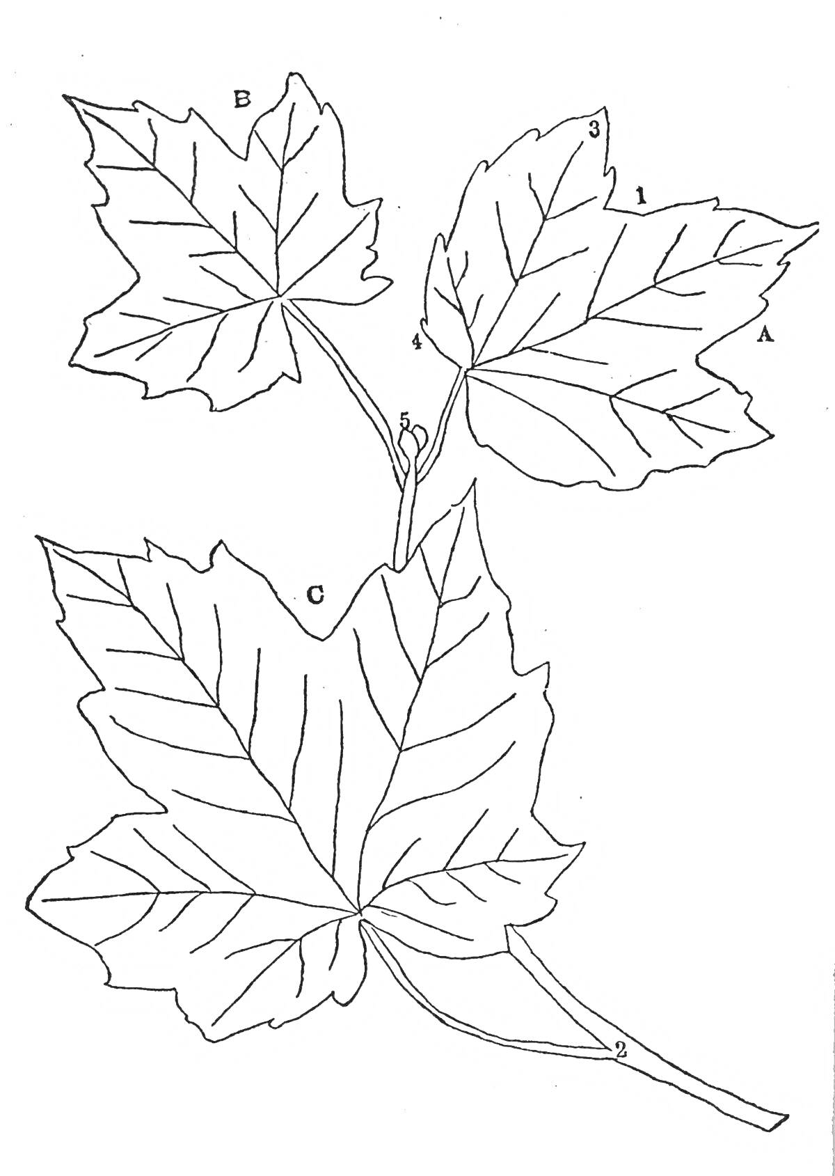 На раскраске изображено: Листья, Ветка, Ботаника, Природа