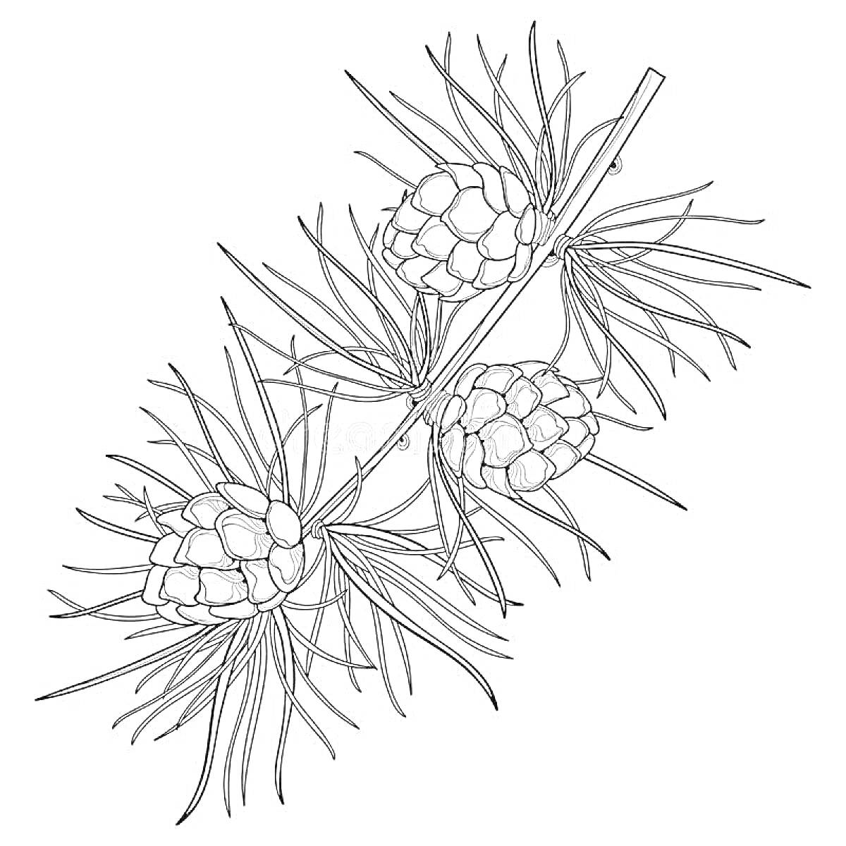 Раскраска Ветвь лиственницы с шишками и иголками