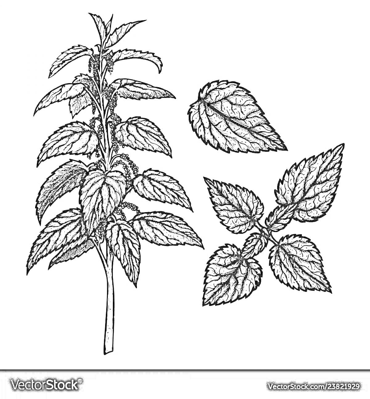 На раскраске изображено: Крапива, Листья, Травянистое растение, Ботаника, Природа, Для детей, Стебель