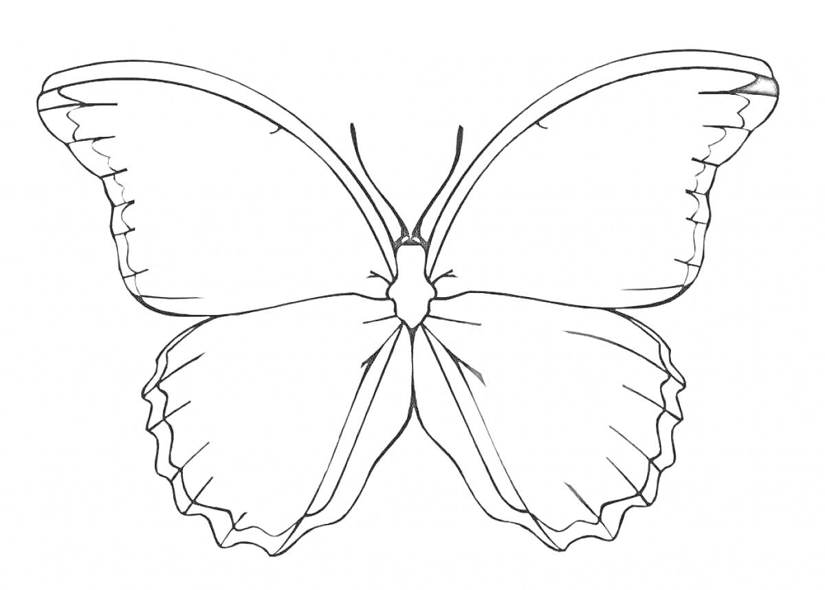 Раскраска Контурное изображение бабочки с раскрытыми крыльями