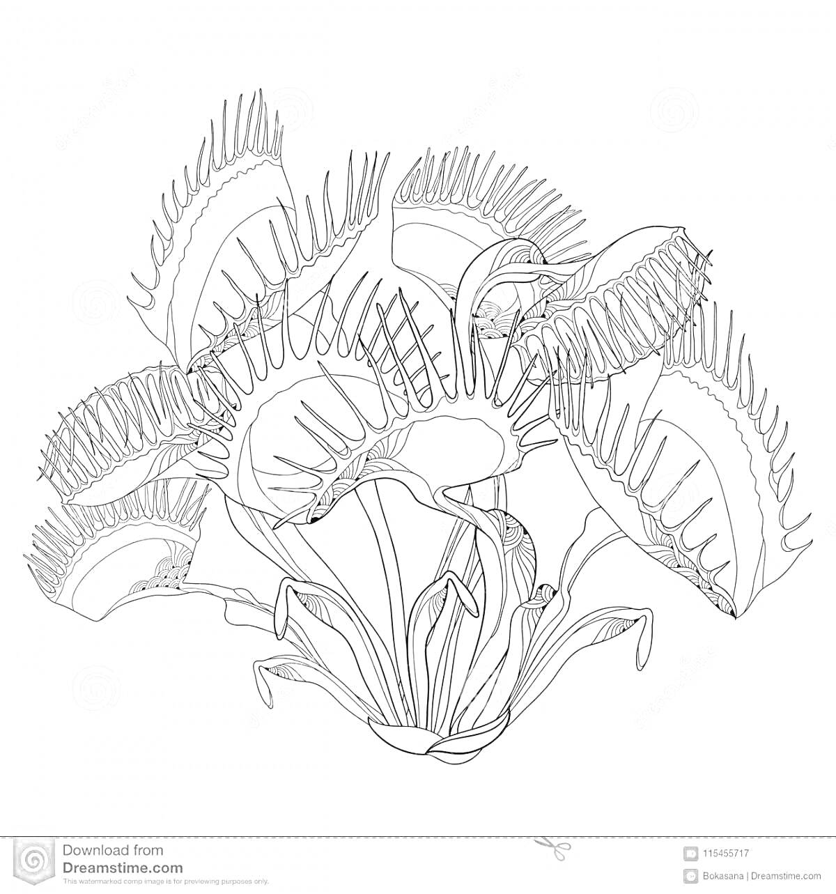 На раскраске изображено: Хищные растения, Венерина мухоловка, Растения, Ботаника, Природа, Зубчики