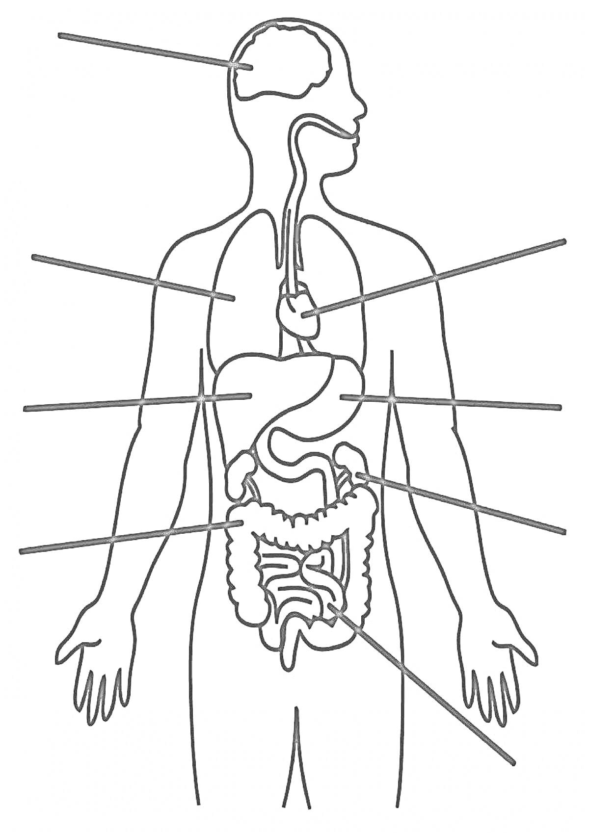 Раскраска Органы человека: мозг, глотка, пищевод, лёгкие, сердце, печень, желудок, поджелудочная железа, толстый кишечник, тонкий кишечник