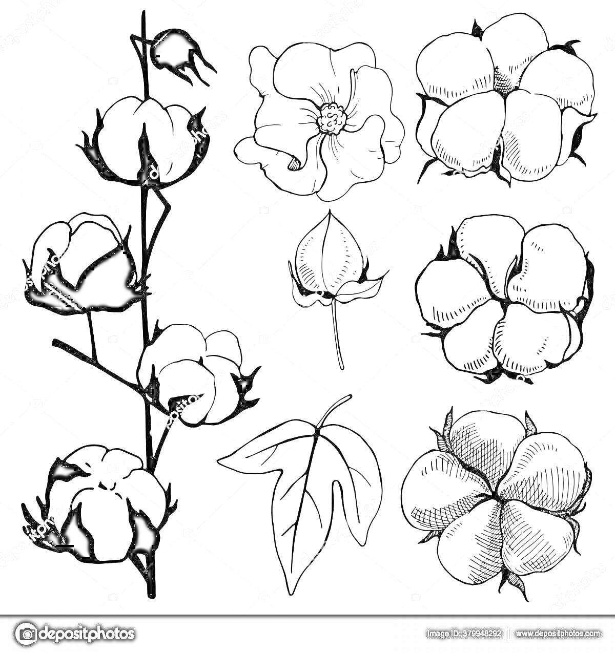 Раскраска Ветвь хлопка с коробочками, цветок хлопка, семенная коробочка, лист хлопка