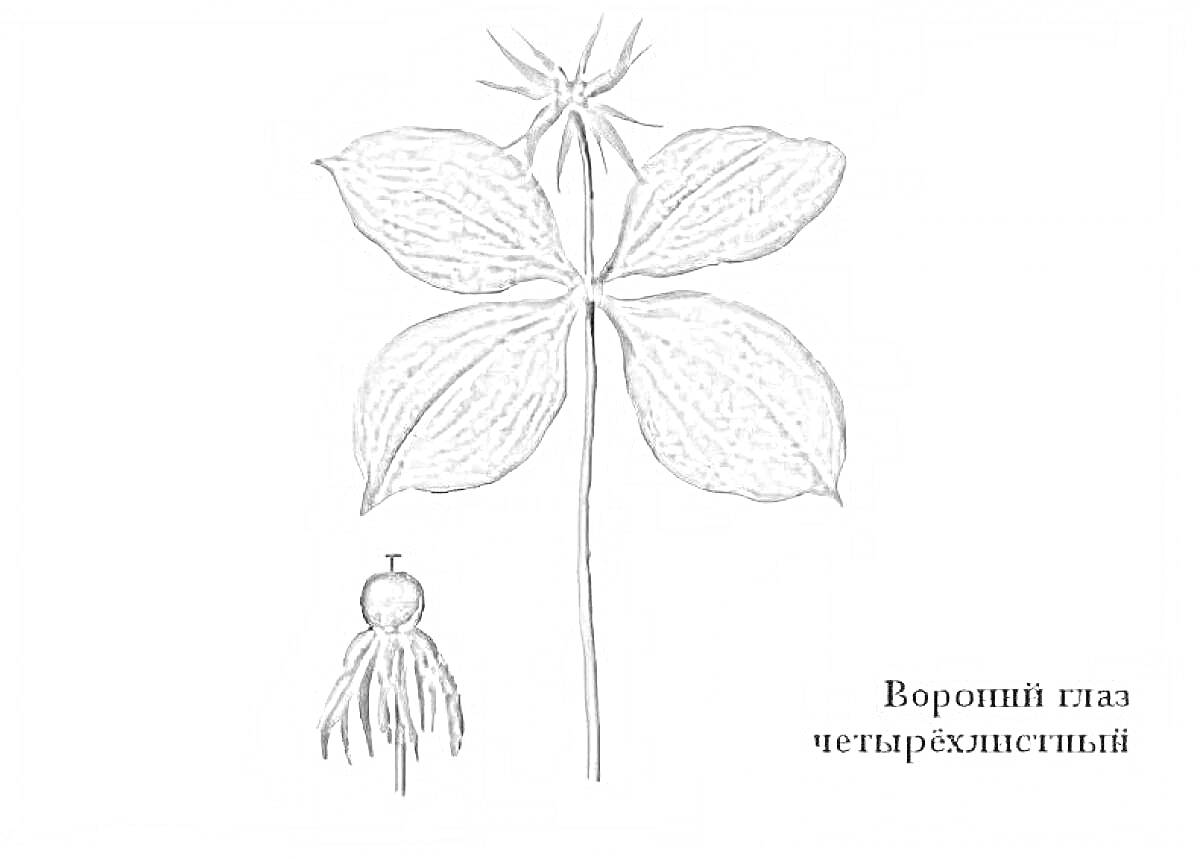 Раскраска Вороний глаз четырёхлистный, растение с четырьмя листьями, стебель, цветок, ягода