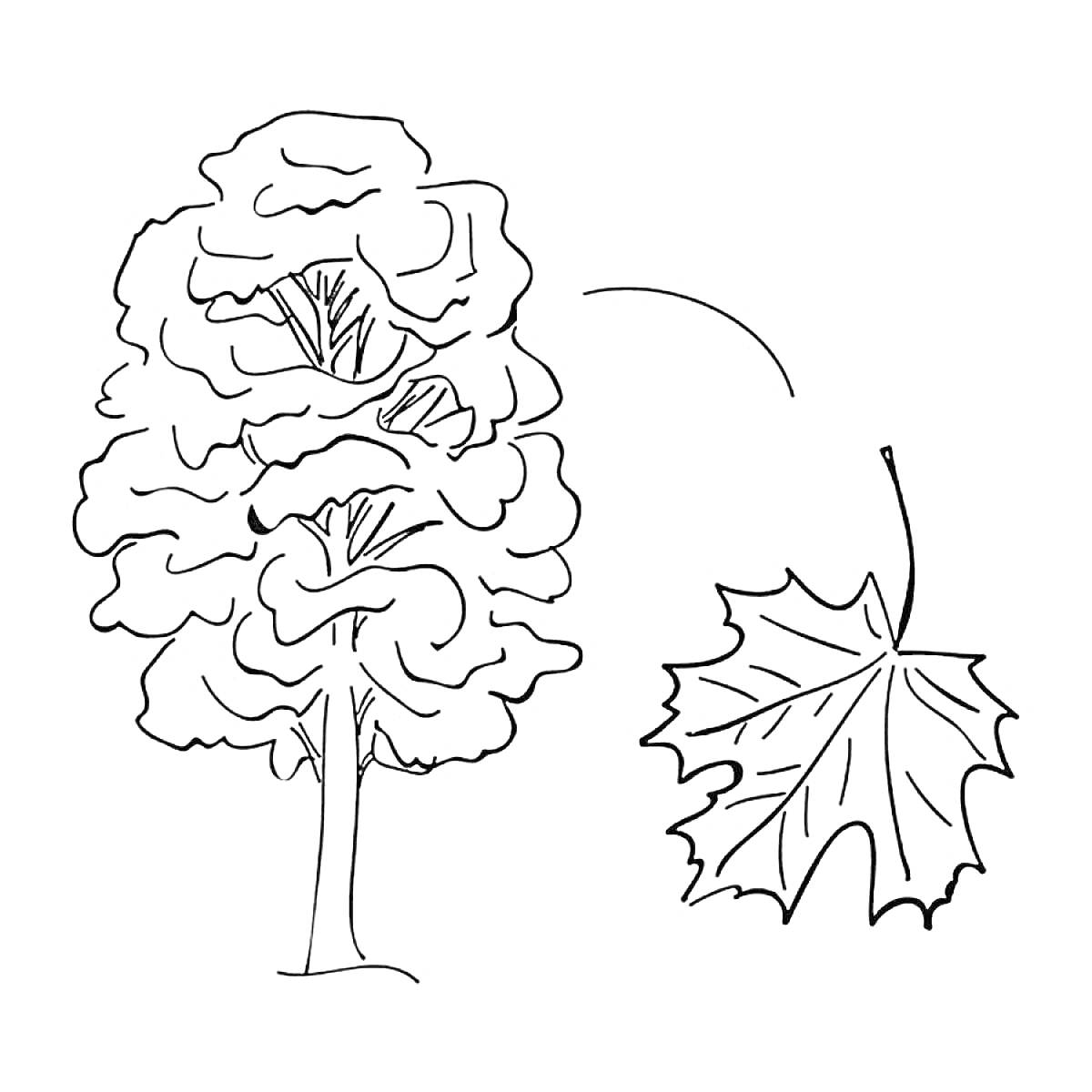 Кленовое дерево с летающим кленовым листом