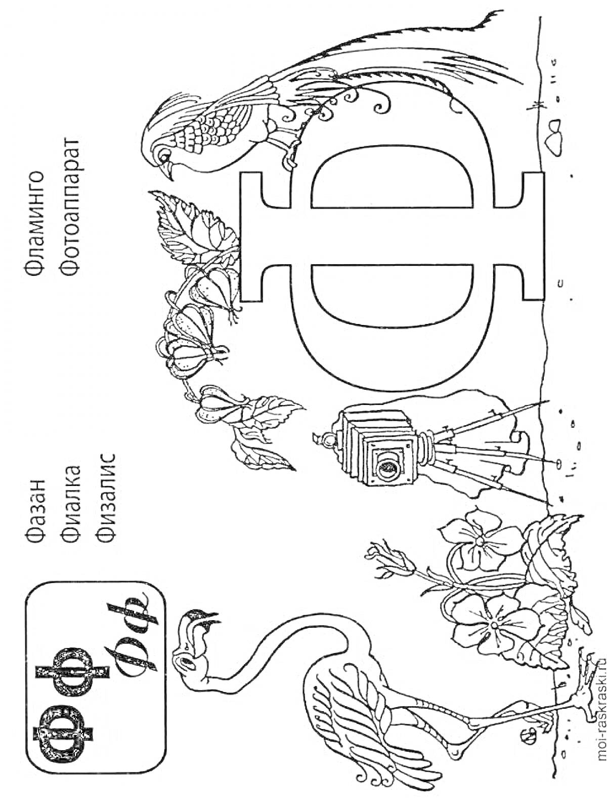 Буква Ф с изображениями фламинго, фотоаппарата, фазана, филина и физалиса