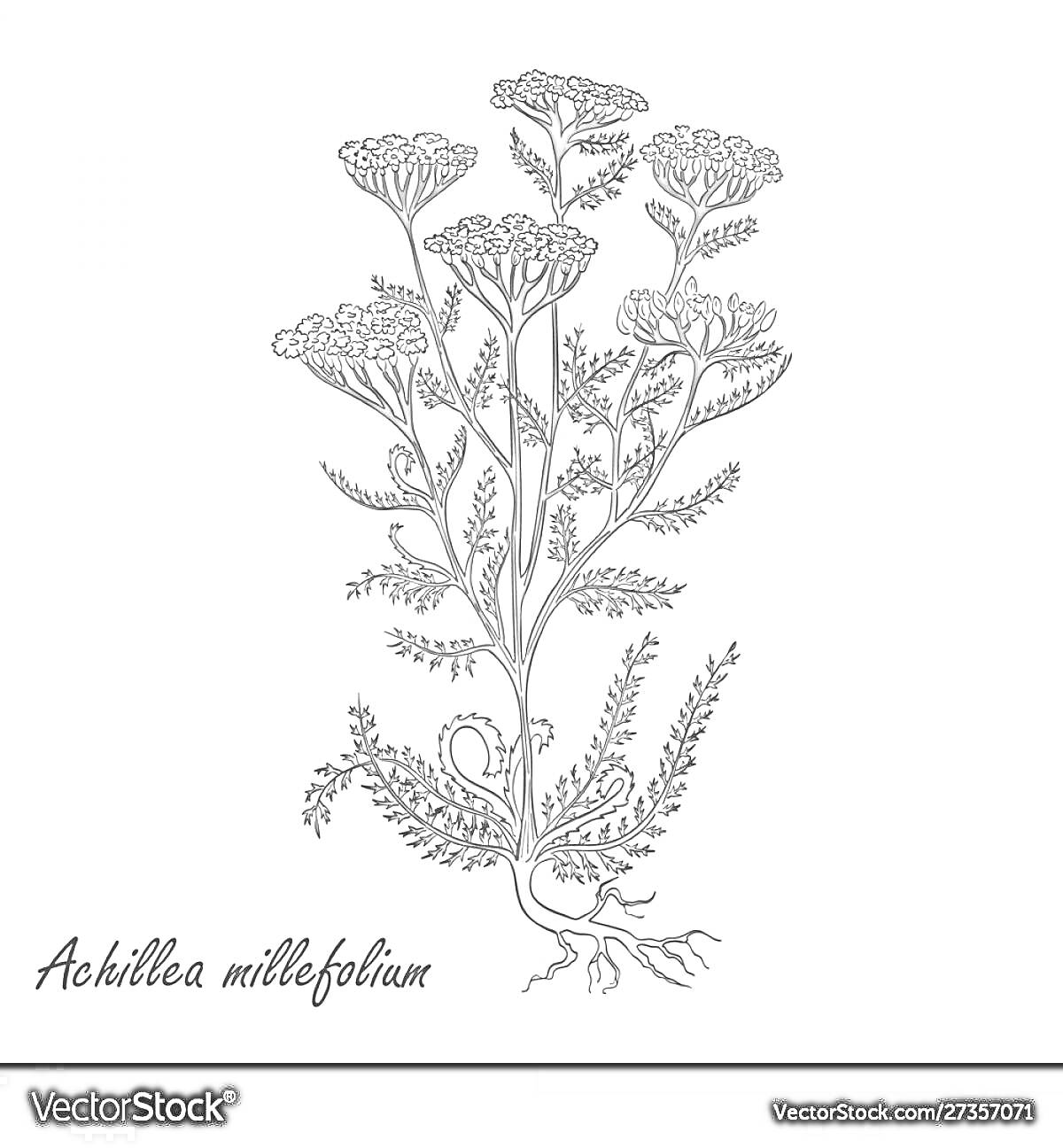 Раскраска Тысячелистник с корнями, стеблями и цветками