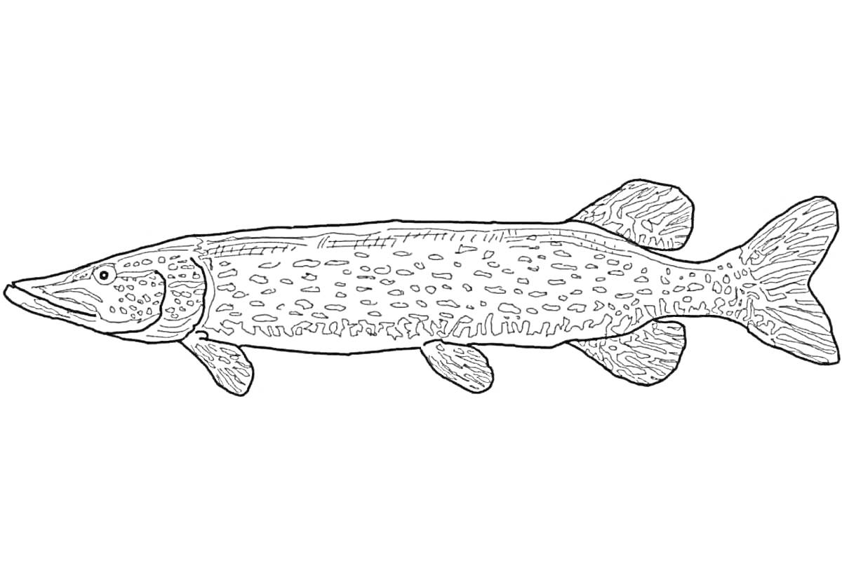 Раскраска щука