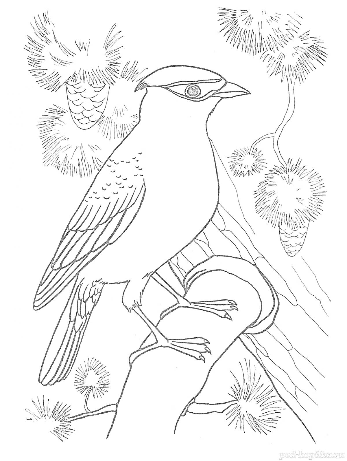 Раскраска Птица, сидящая на ветке у сосновых шишек