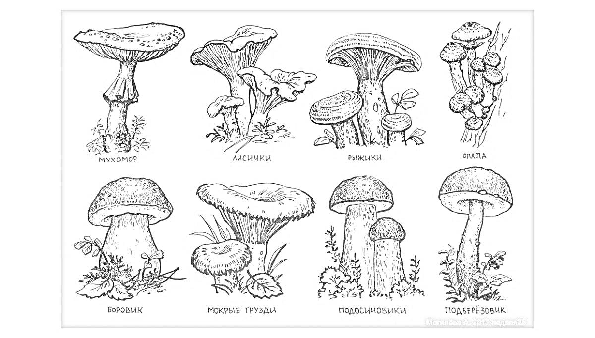 Раскраска съедобные грибы (маховик, рыжик, волнушка, лисичка, масленок, подберезовик, рядовка серая, подосиновик, шампиньон)