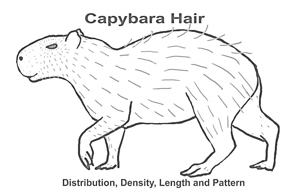 Раскраска Капибара с шерстью, подписи: Capybara Hair, Distribution, Density, Length and Pattern