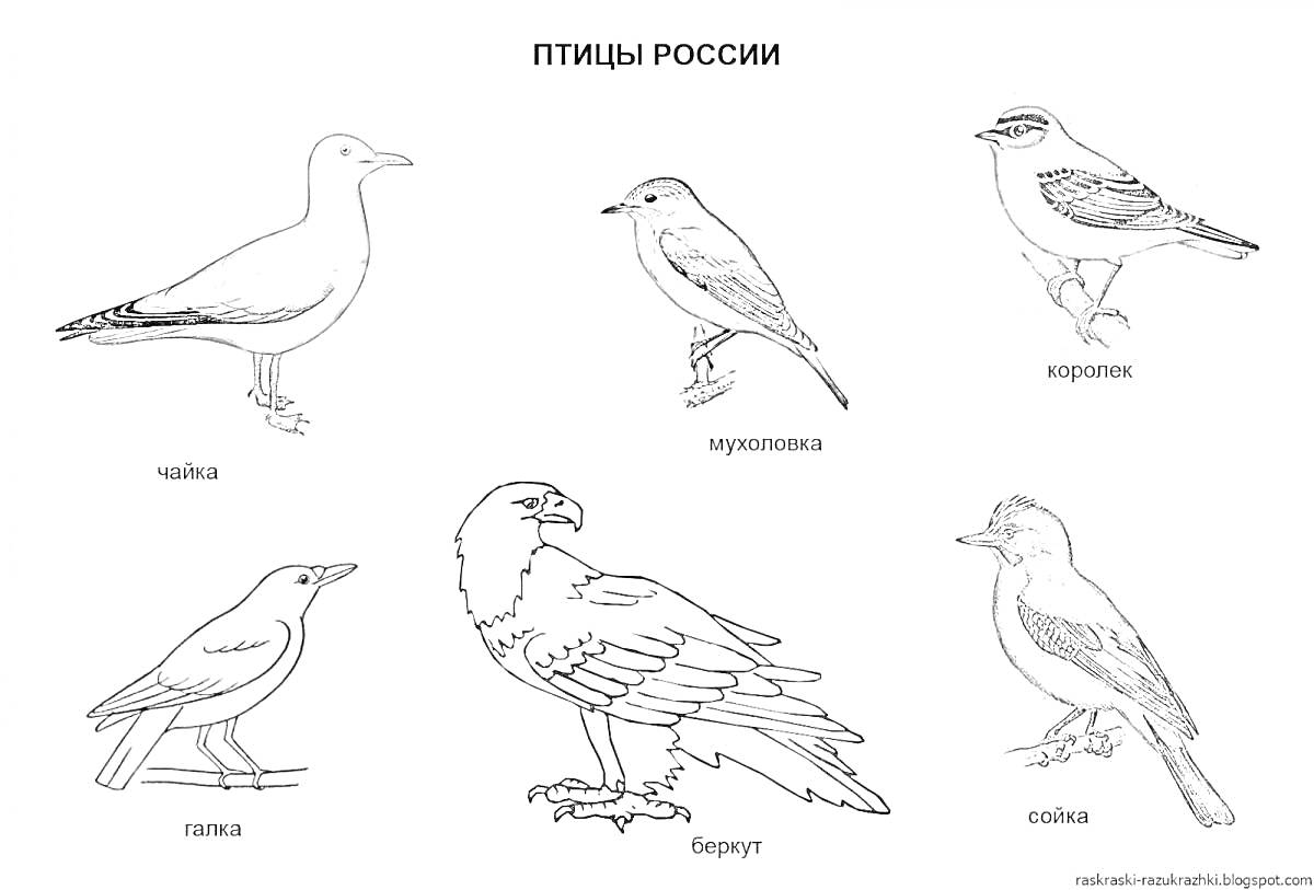 Раскраска Птицы России. На изображении представлены следующие птицы: чайка, мохноногий, пигалица, беркут, сорока.