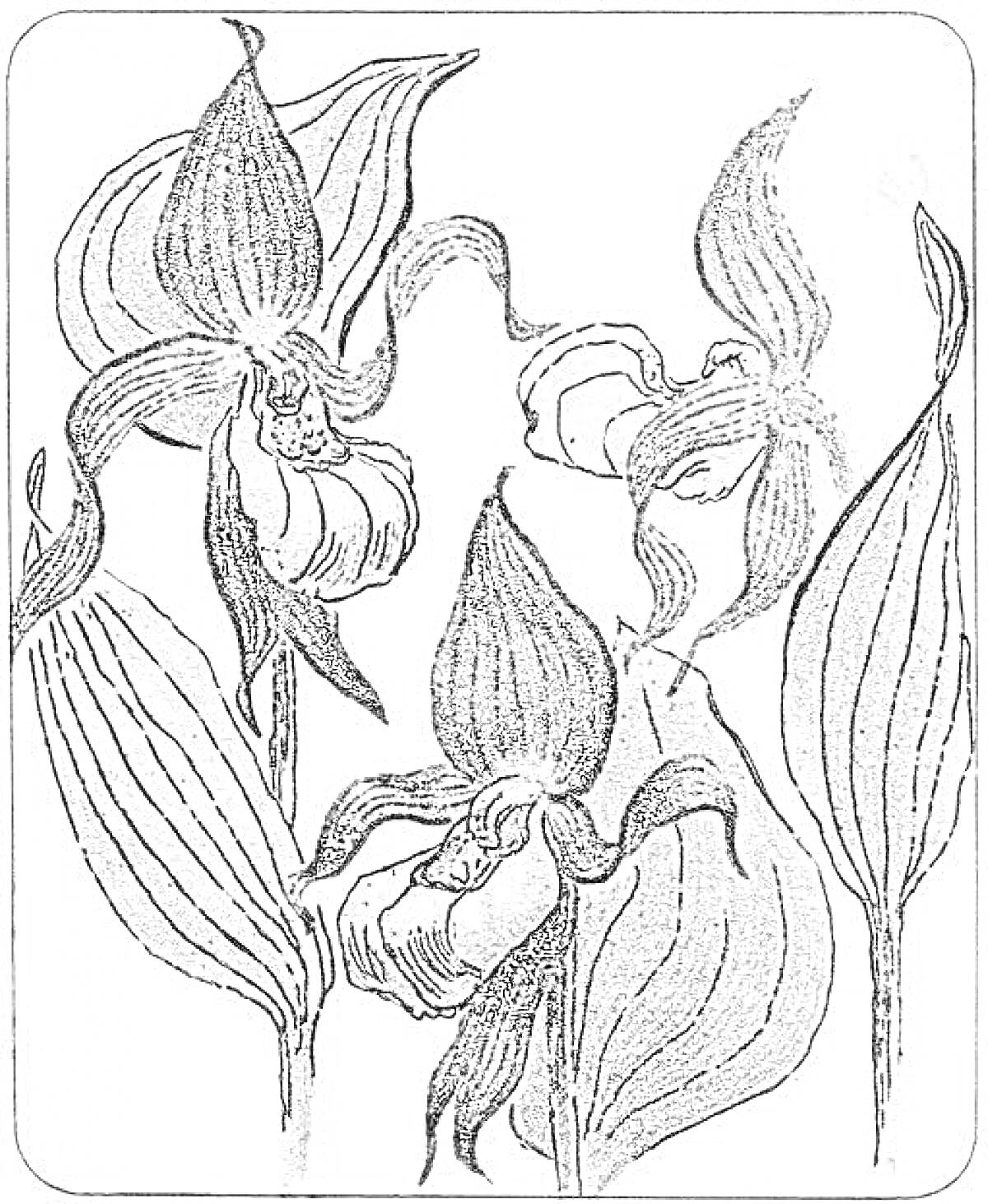 На раскраске изображено: Венерин башмачок, Цветы, Лепестки, Листья, Ботаника, Природа, Орхидея