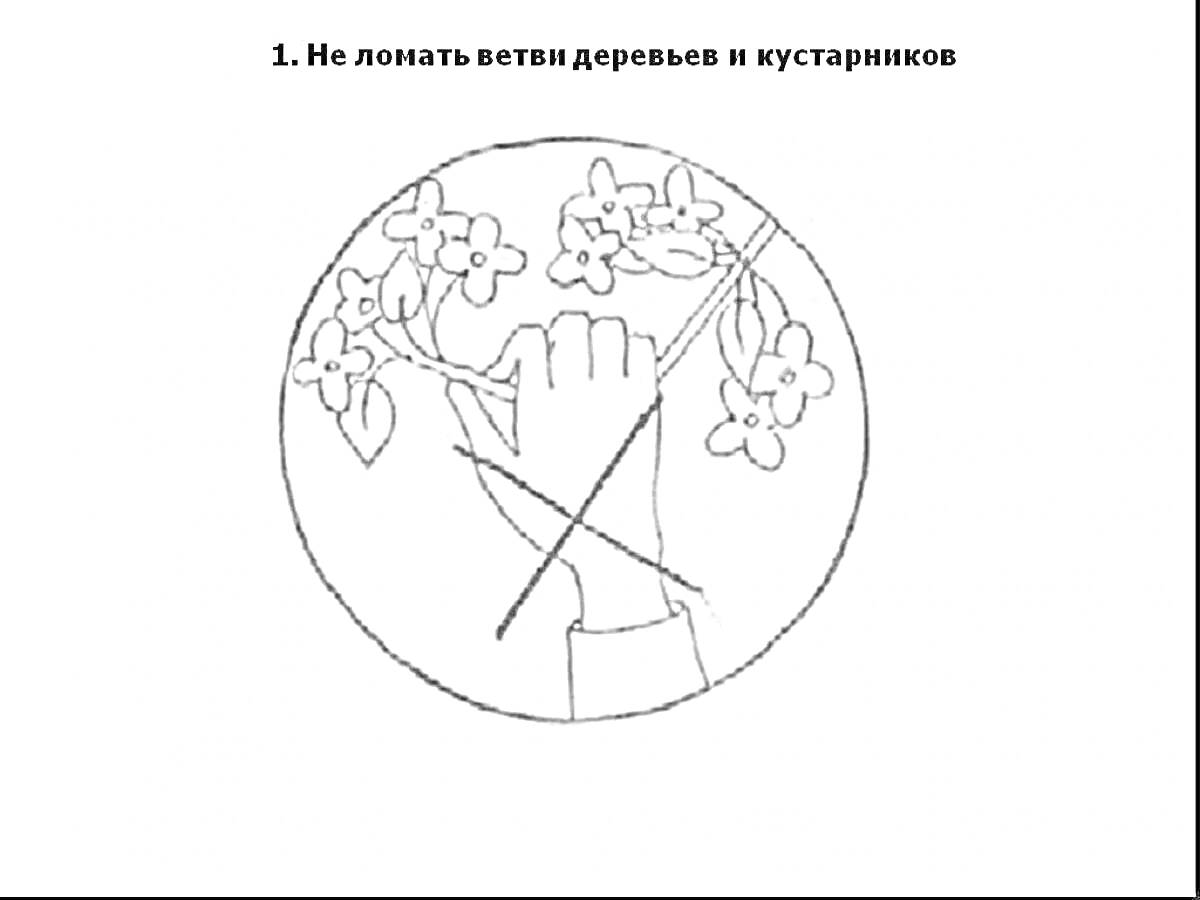 Раскраска Не ломать ветви деревьев и кустарников (рука, ломающая ветви с цветами, зачеркнута крестом)