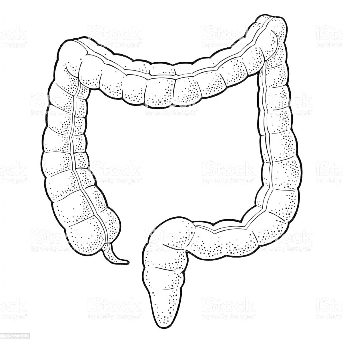 Раскраска Раскраска толстого кишечника с детальной прорисовкой сегментов и текстуры