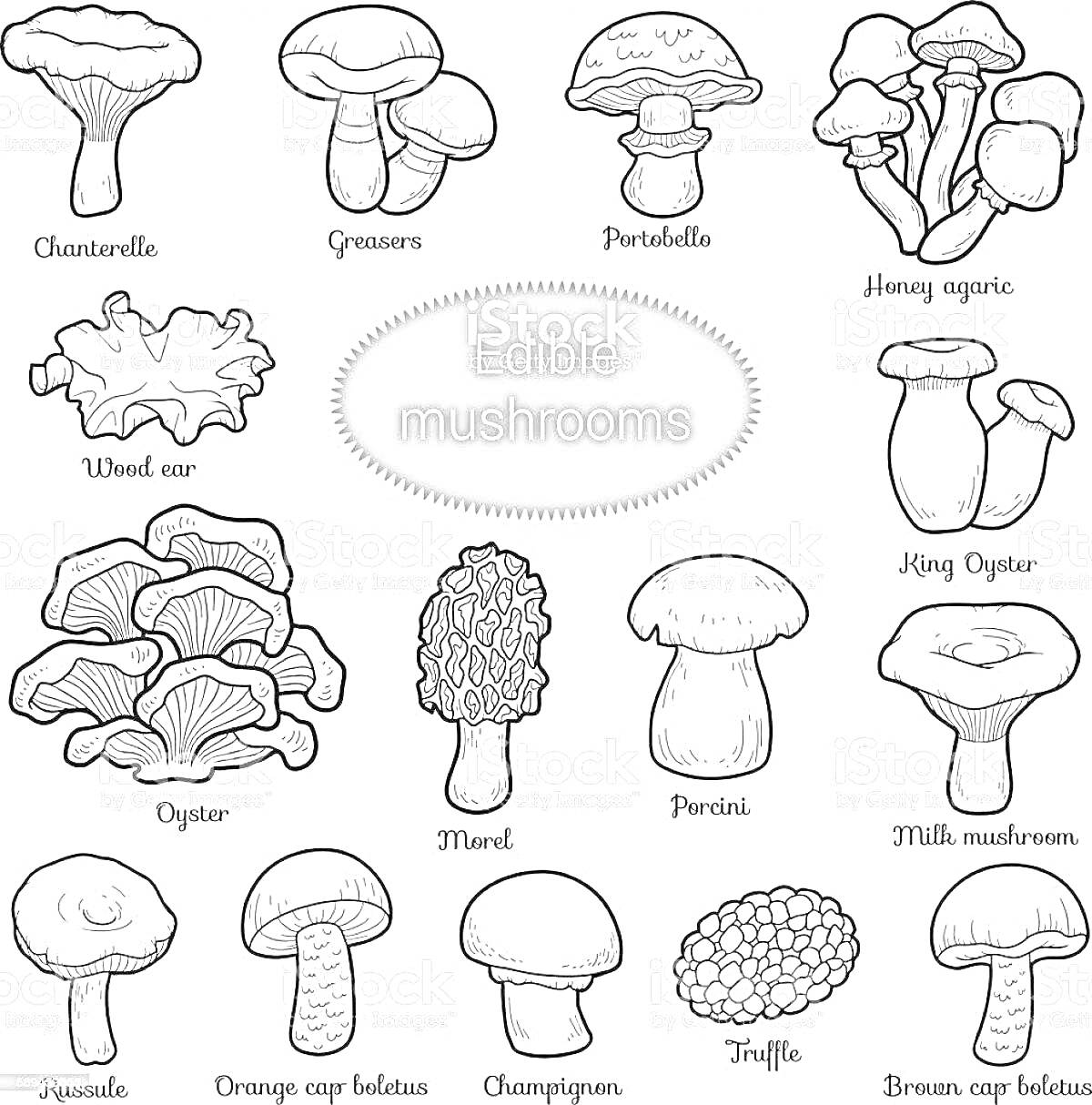 Раскраска съедобные грибы: лисичка, вешенка, портобелло, опенок, древесный гриб, королевский вешенка, молочный гриб, гриб-зонтик, сморчок, порчини, зимний гриб, ежовик, луговик, шампиньон, трюфель, подосиновик