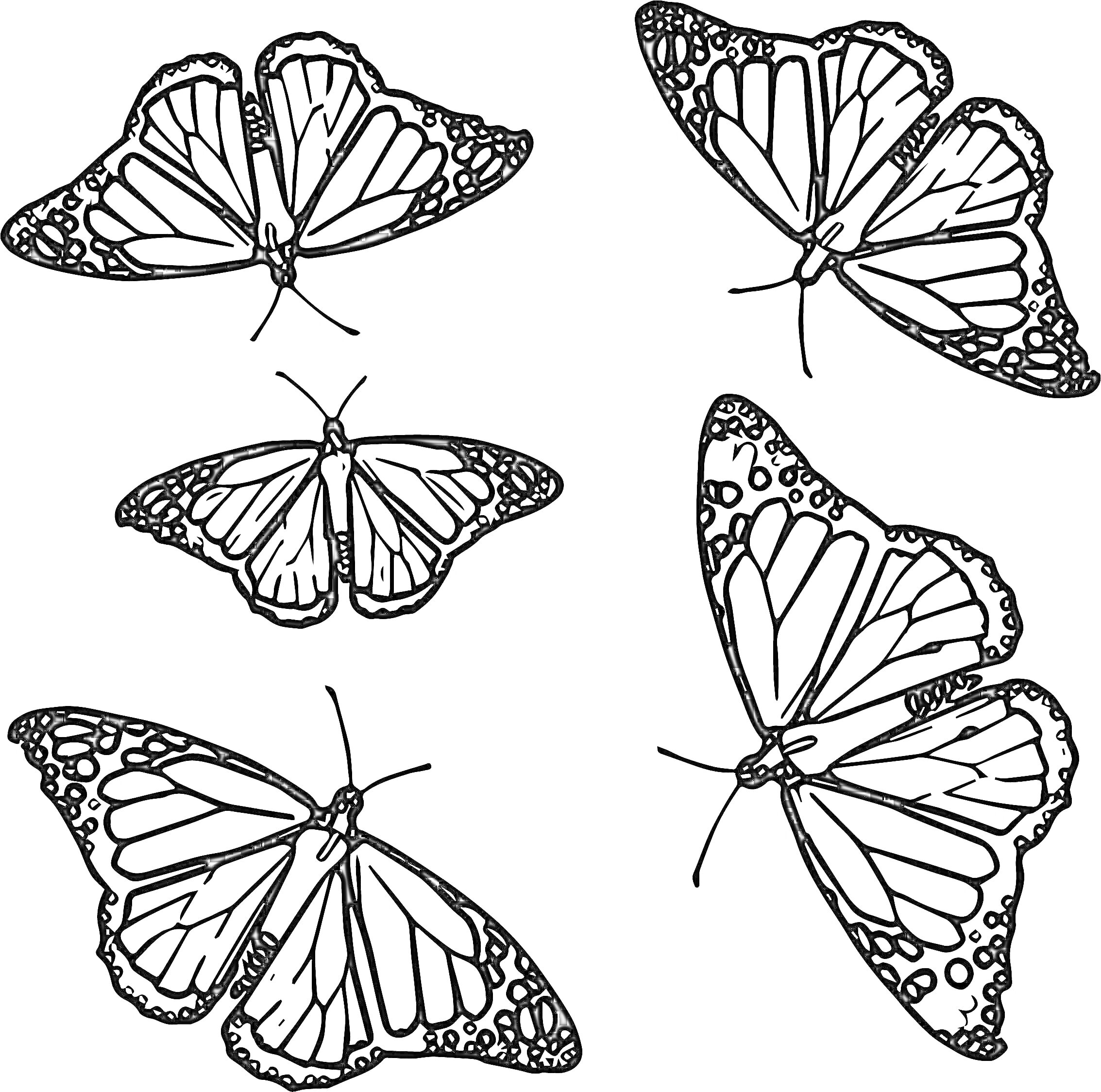Раскраска Пять бабочек с узорчатыми крыльями в различных позах
