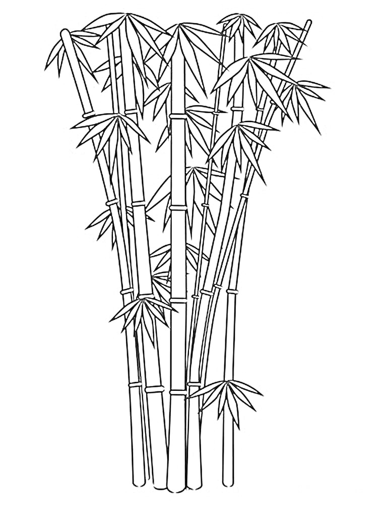 На раскраске изображено: Бамбук, Растения, Листья, Природа, Экзотика, Тропики