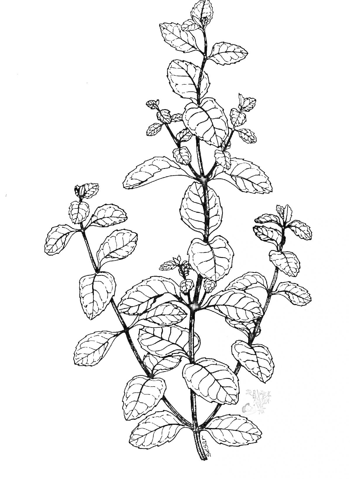 Раскраска рисунок стеблей и листьев мяты